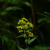 花 2008286