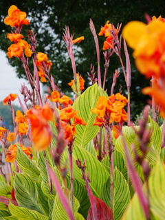 花 2007319