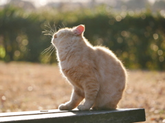 猫 19121615