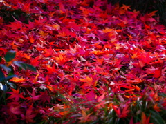 紅葉 1812512
