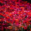紅葉 1812512