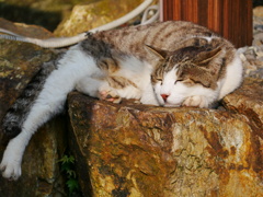猫 2008044