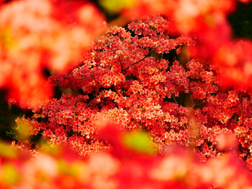 花 20050111