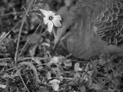 キジバト 2004141