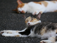 猫 2008042