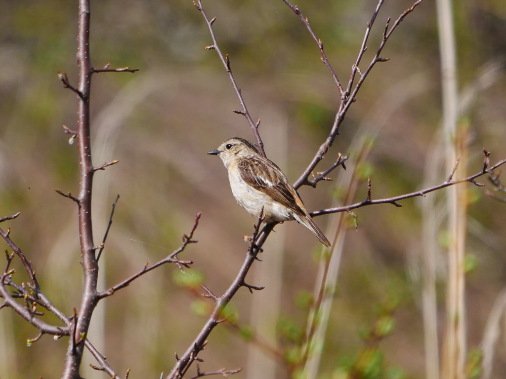ノビタキ 1905223