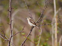 ノビタキ 1905223