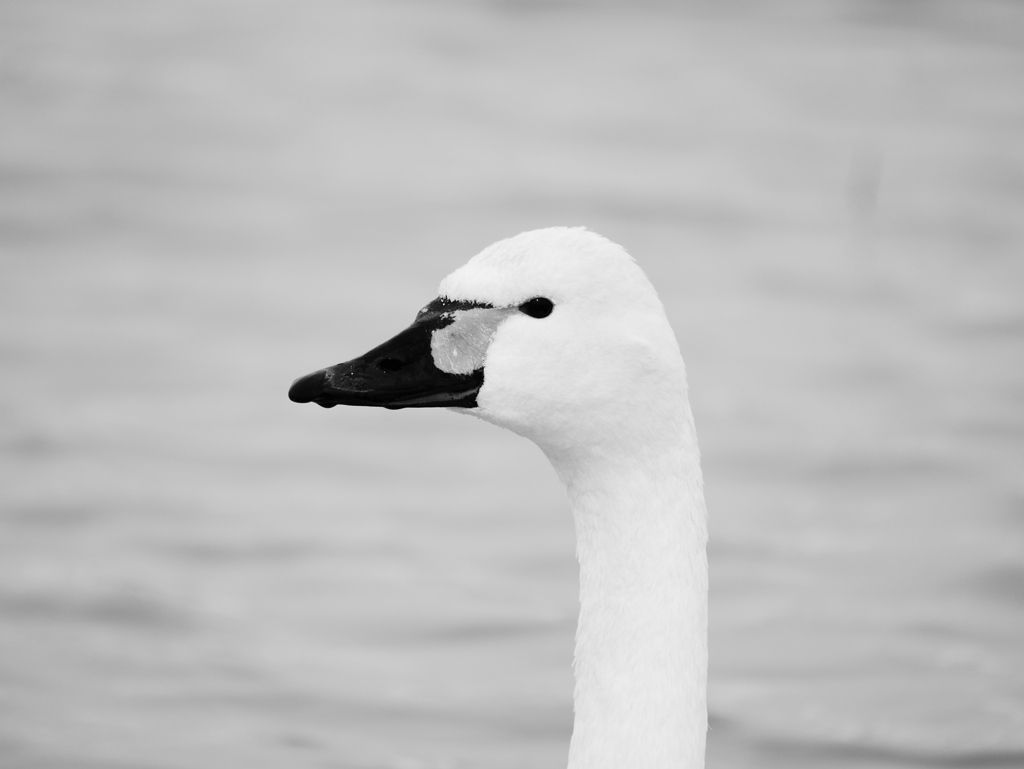 2102268