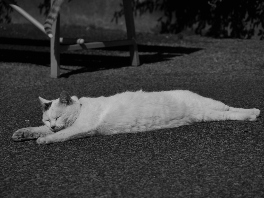 猫 20022115