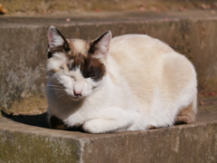 猫 2002105