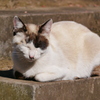 猫 2002105