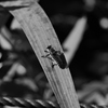 昆虫 20073110