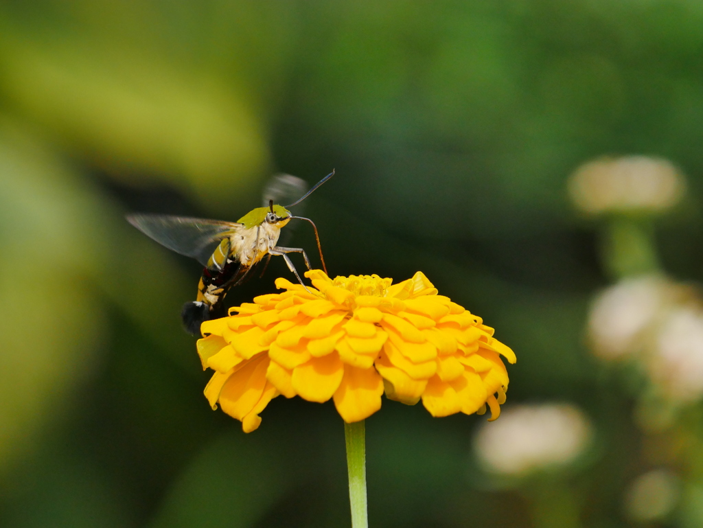 昆虫 2008176