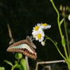昆虫 2005081