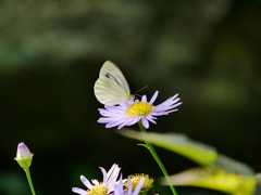昆虫 2007319