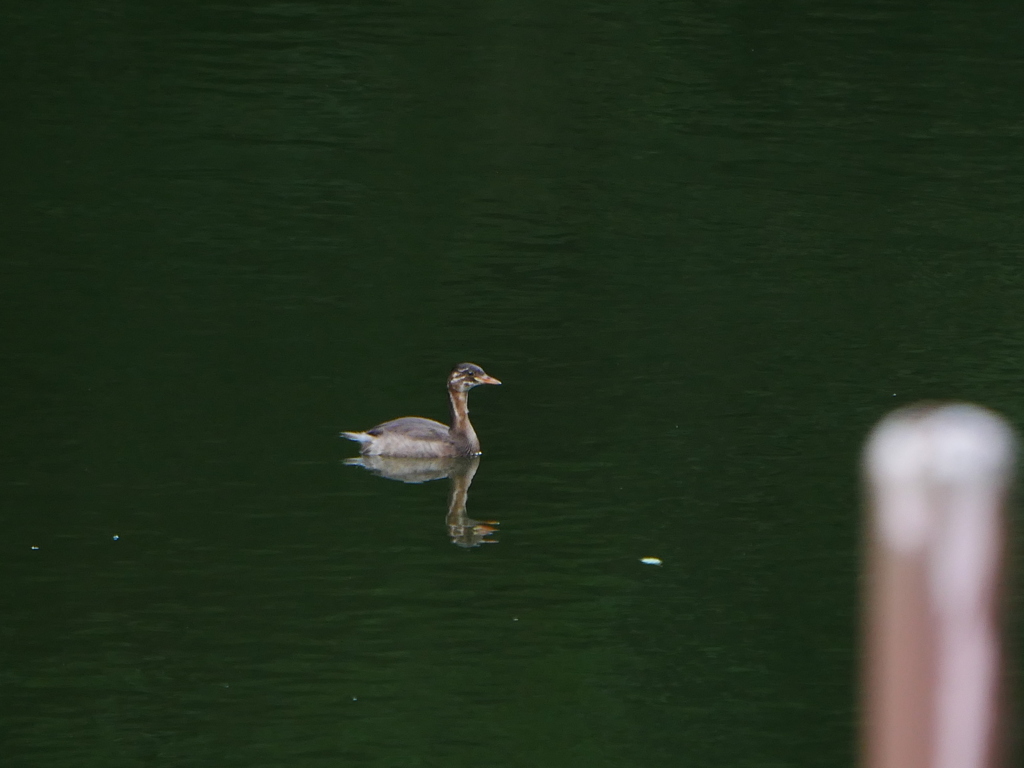 カイツブリ 2008241