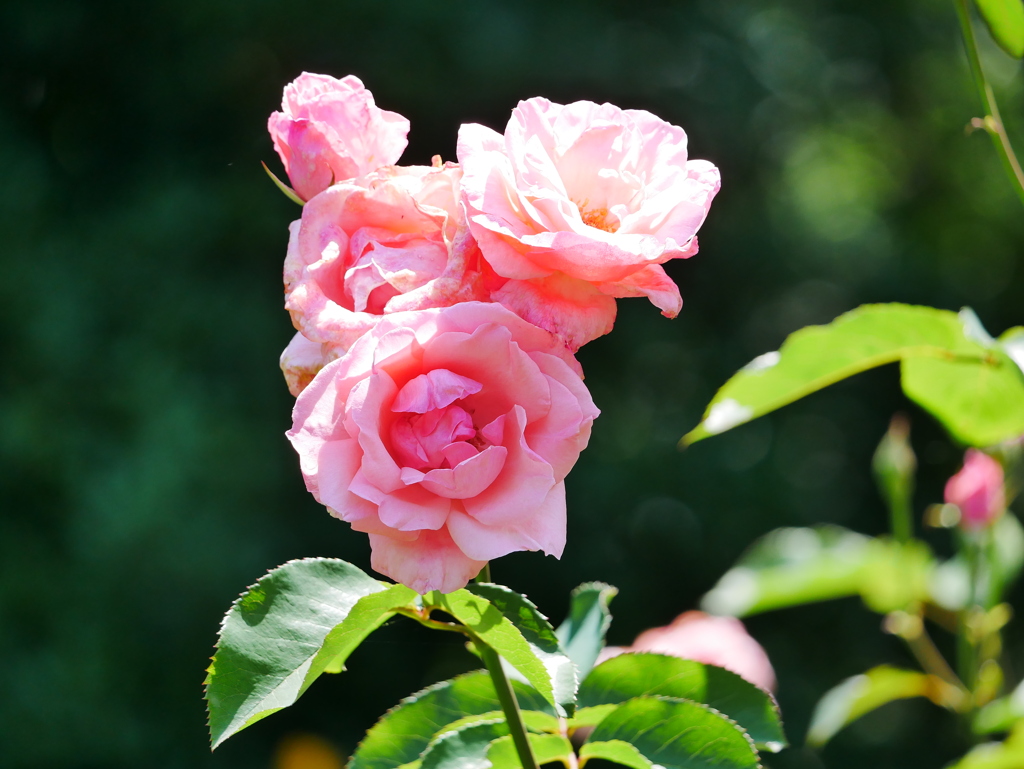 花 2006151