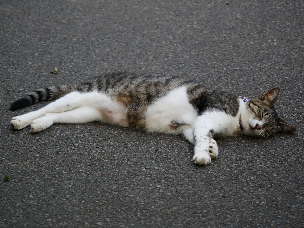 猫 20080411