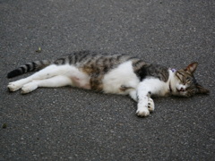 猫 20080411