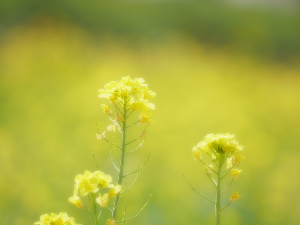 菜の花 2003261