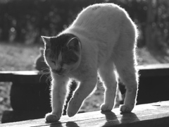 猫 19121618