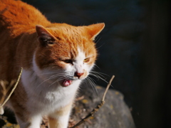猫 2001166