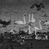 白鳥 1912294