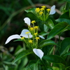 花 2009085