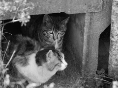 猫 1912153