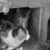 猫 1912153