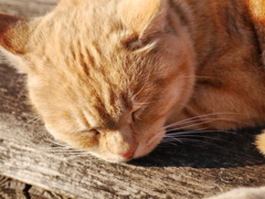 猫 19121623