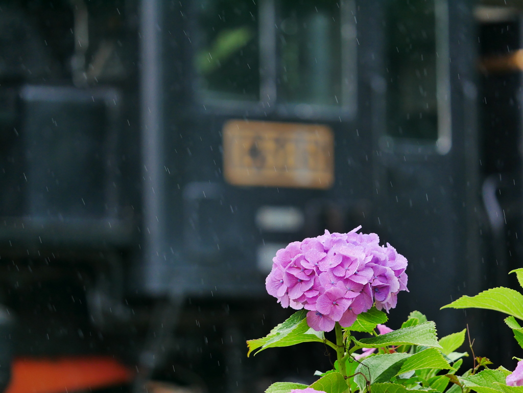 花 20062318