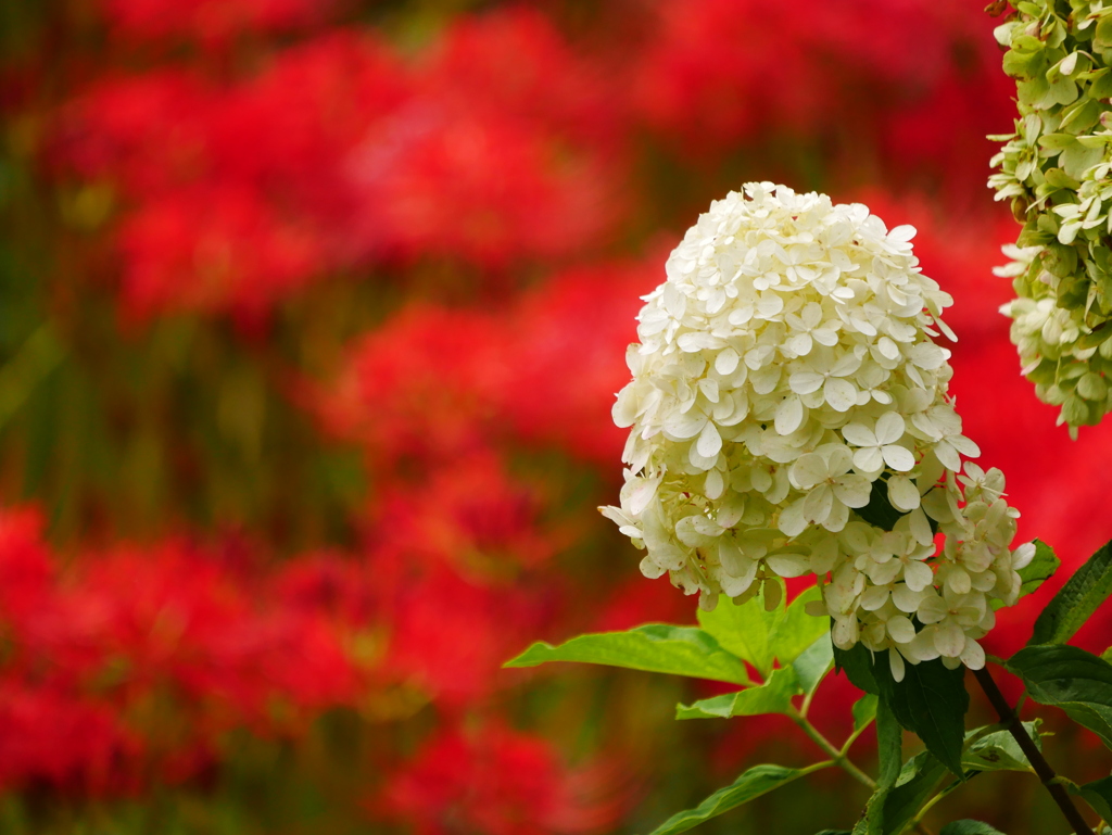 紫陽花と彼岸花-P6560465