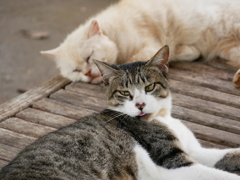 猫 20071011