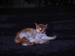 猫 2002214