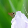 昆虫 2005259