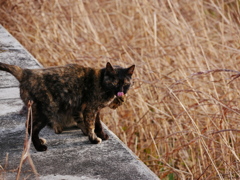 猫 20011612