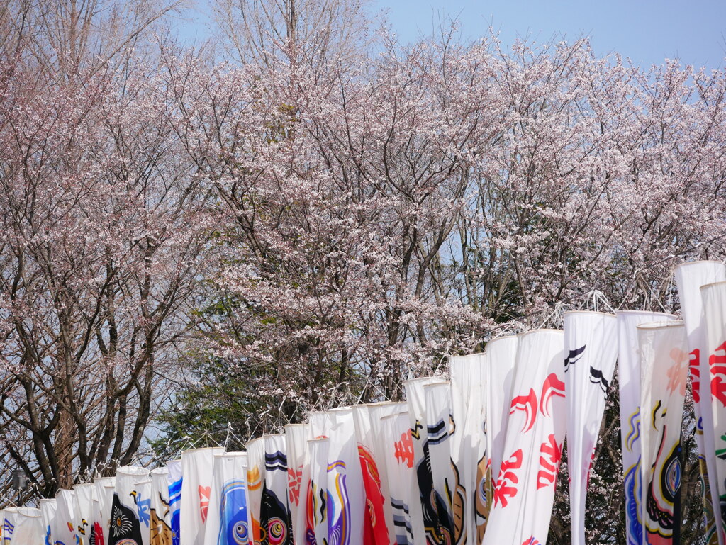 サクラ 2003264