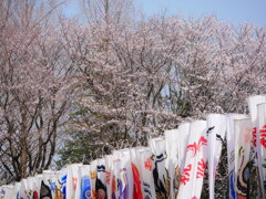 サクラ 2003264