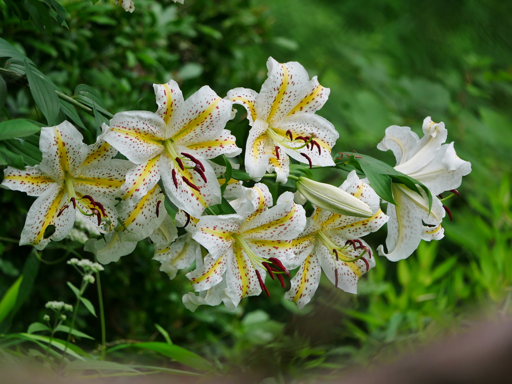 花 2007132