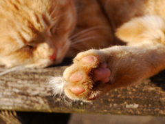 猫 19121620