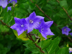 花 2007314