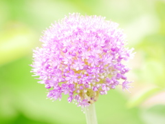 花 2005251