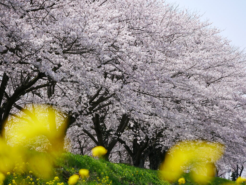 サクラ 2004022