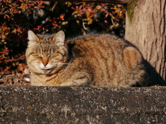猫 20021015