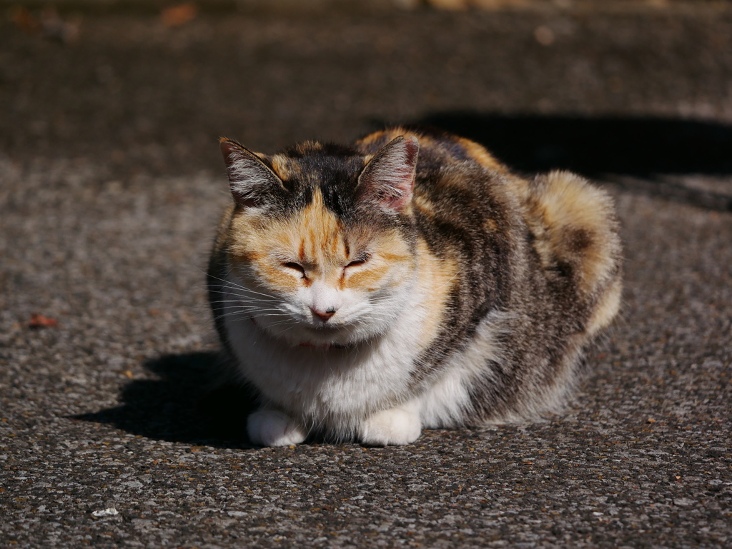 猫 2002215
