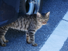 2010301