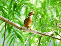 カワセミ 2007026