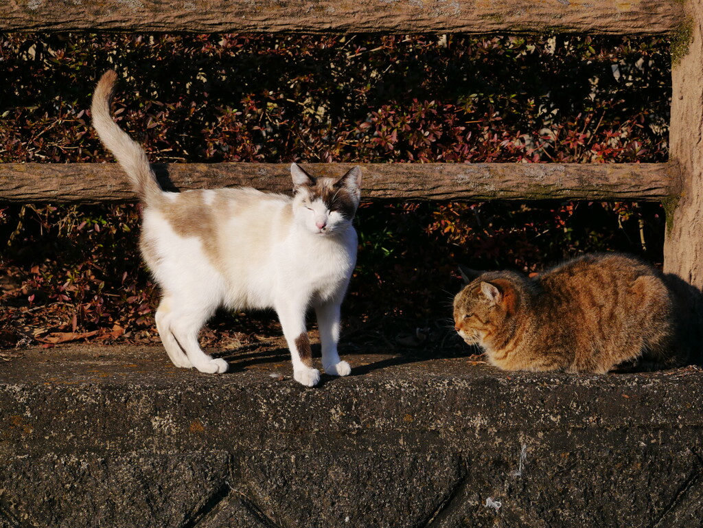 猫 20021017