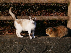 猫 20021017
